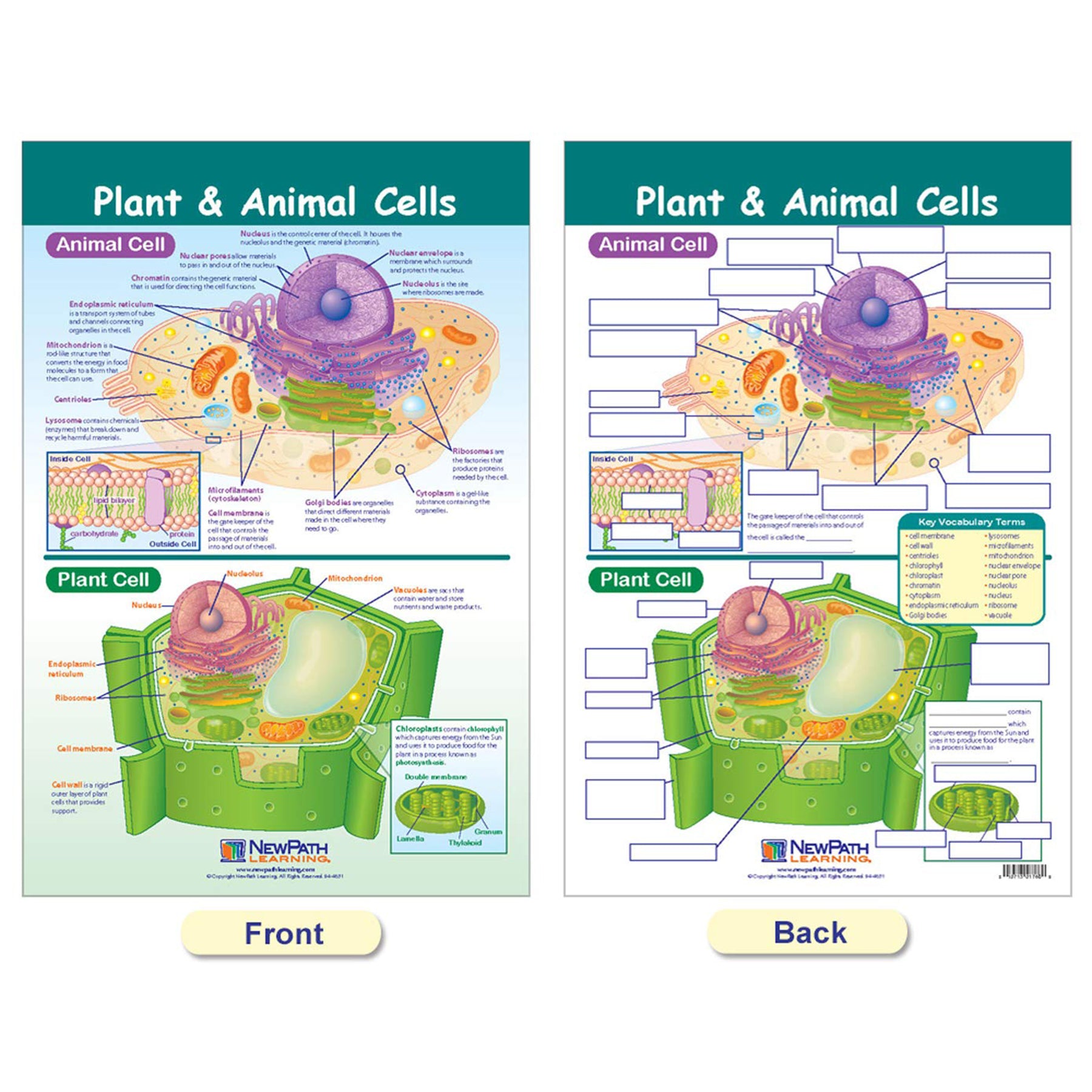 Cells Bulletin Board Chart Set, Grades 3-5