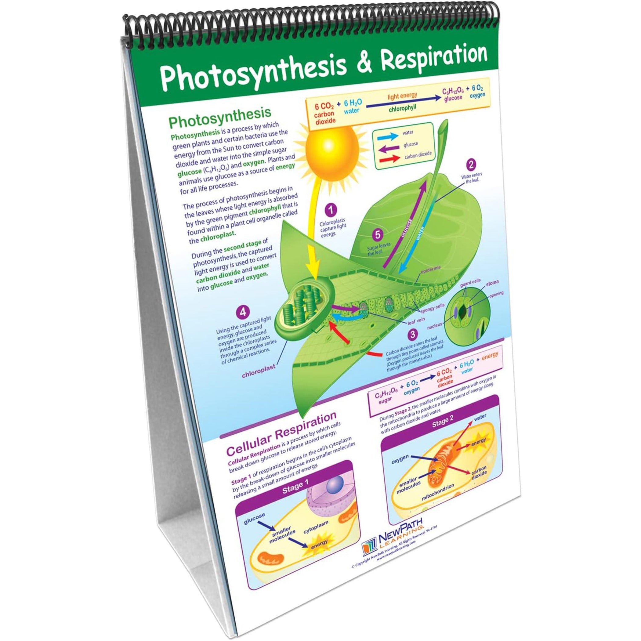 Life Science Curriculum Mastery® Flip Chart