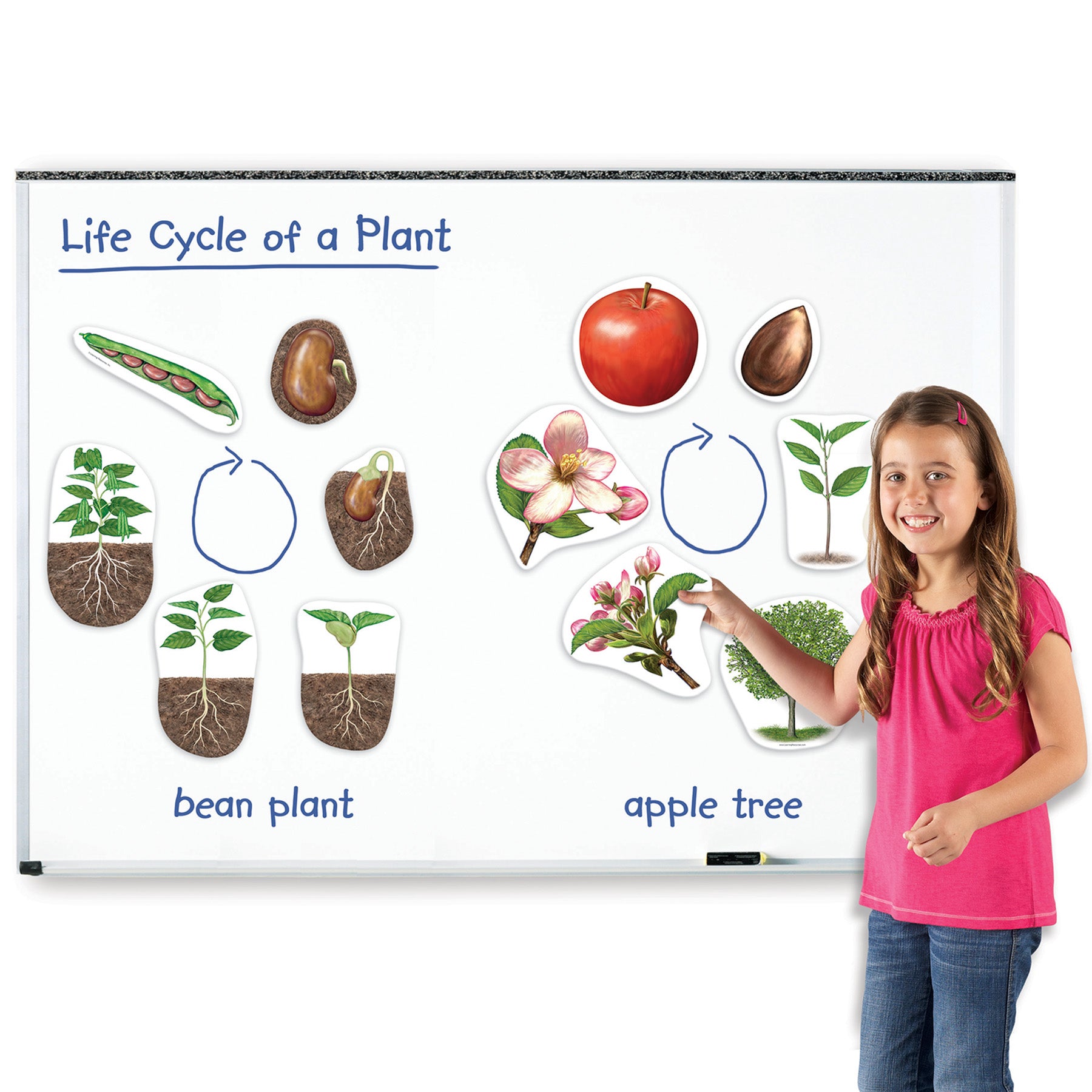 Giant Magnetic Plant Life Cycle, Set of 12