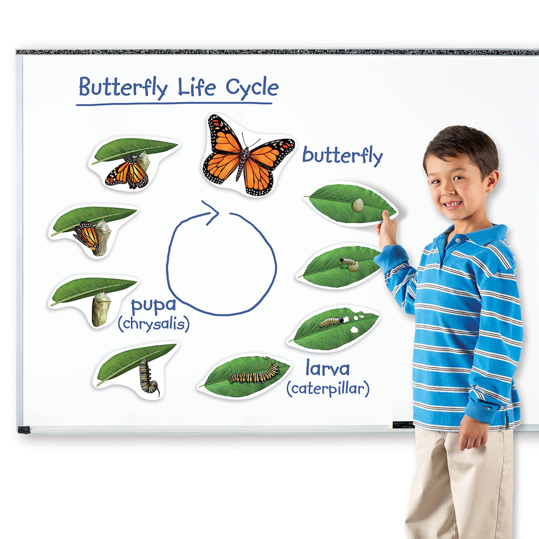 Giant Magnetic Butterfly Life Cycle, Set of 9