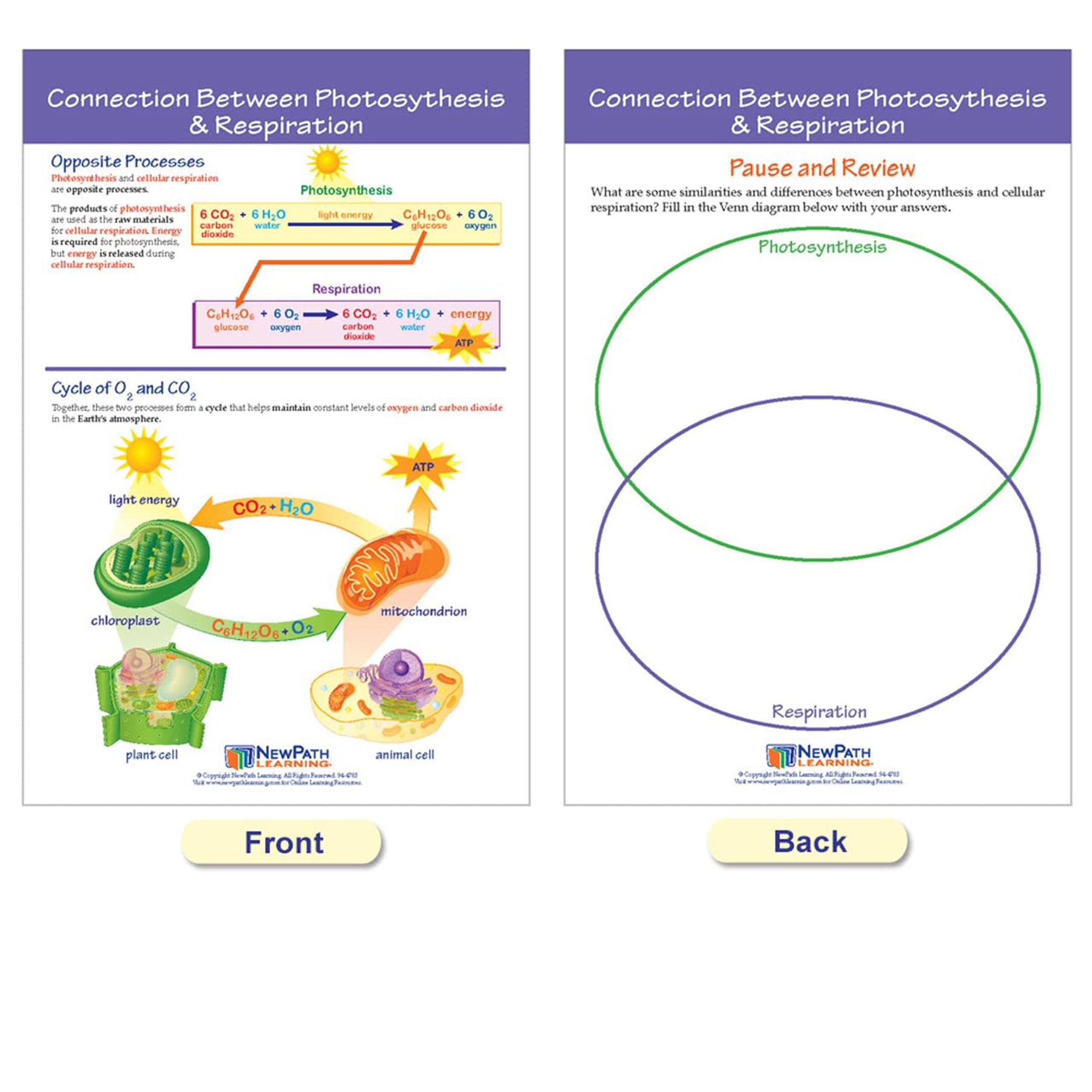 Photosynthesis Bulletin Board Chart Set, Grades 3-5