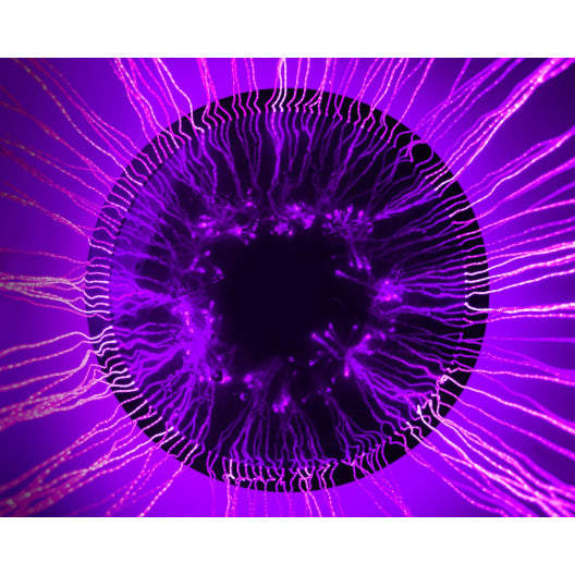 Round Fiber Optic Curtain - 100 Strands (28" Diameter x 79" H)