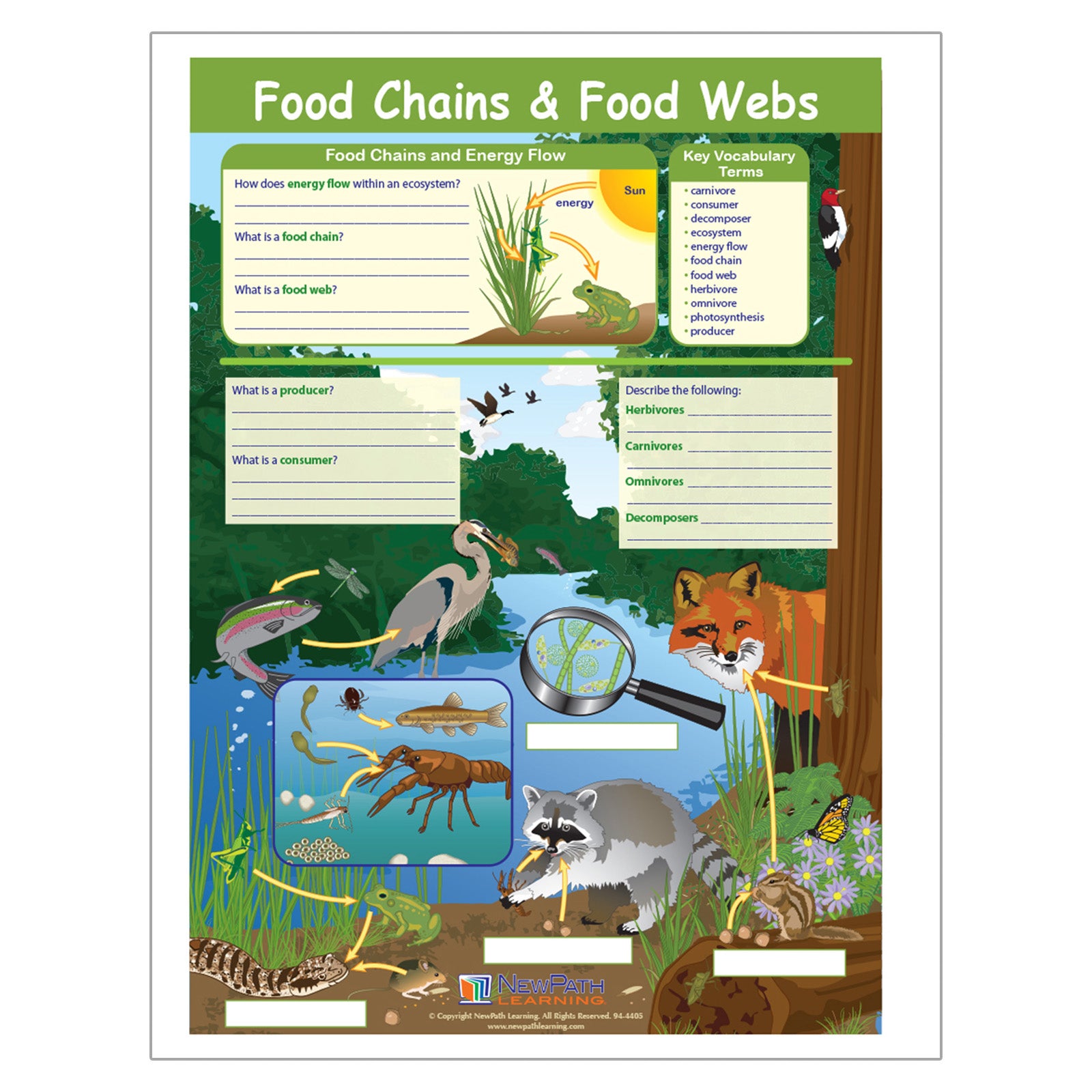 Food Chains & Food Webs Learning Center