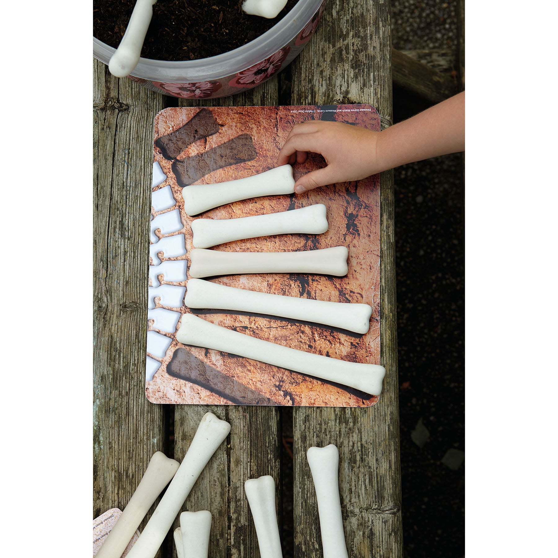 Dinosaur Bones Match and Measure Activity Cards