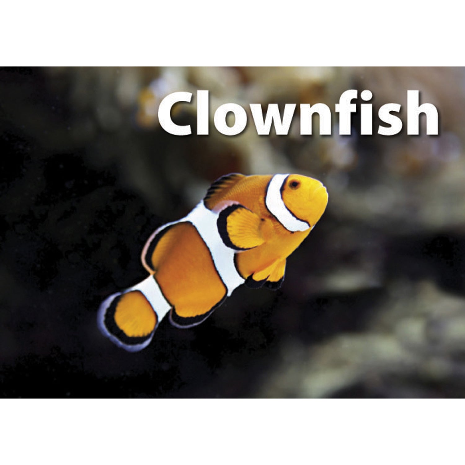 Photographic Memory Matching Game, Sea Life