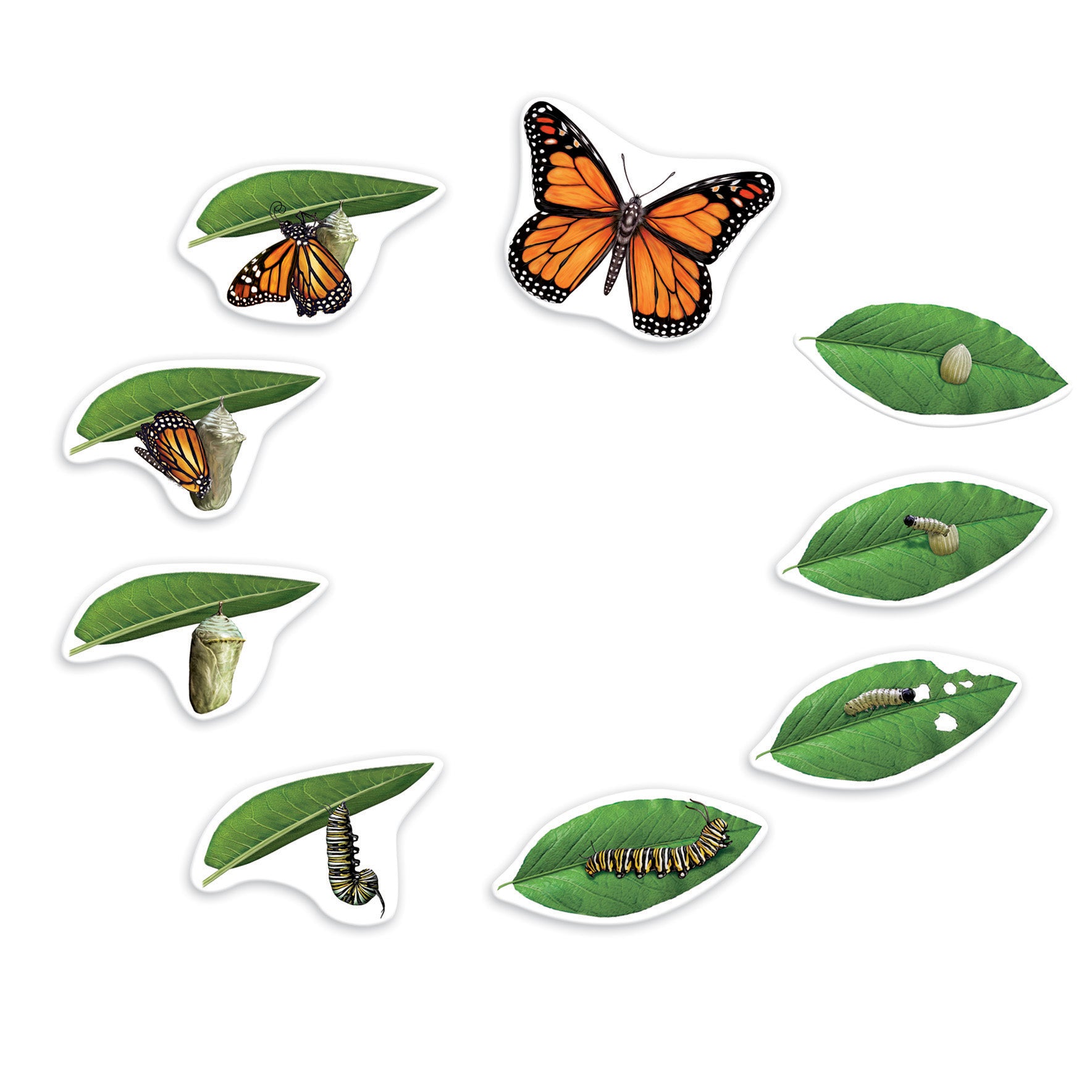 Giant Magnetic Butterfly Life Cycle, Set of 9