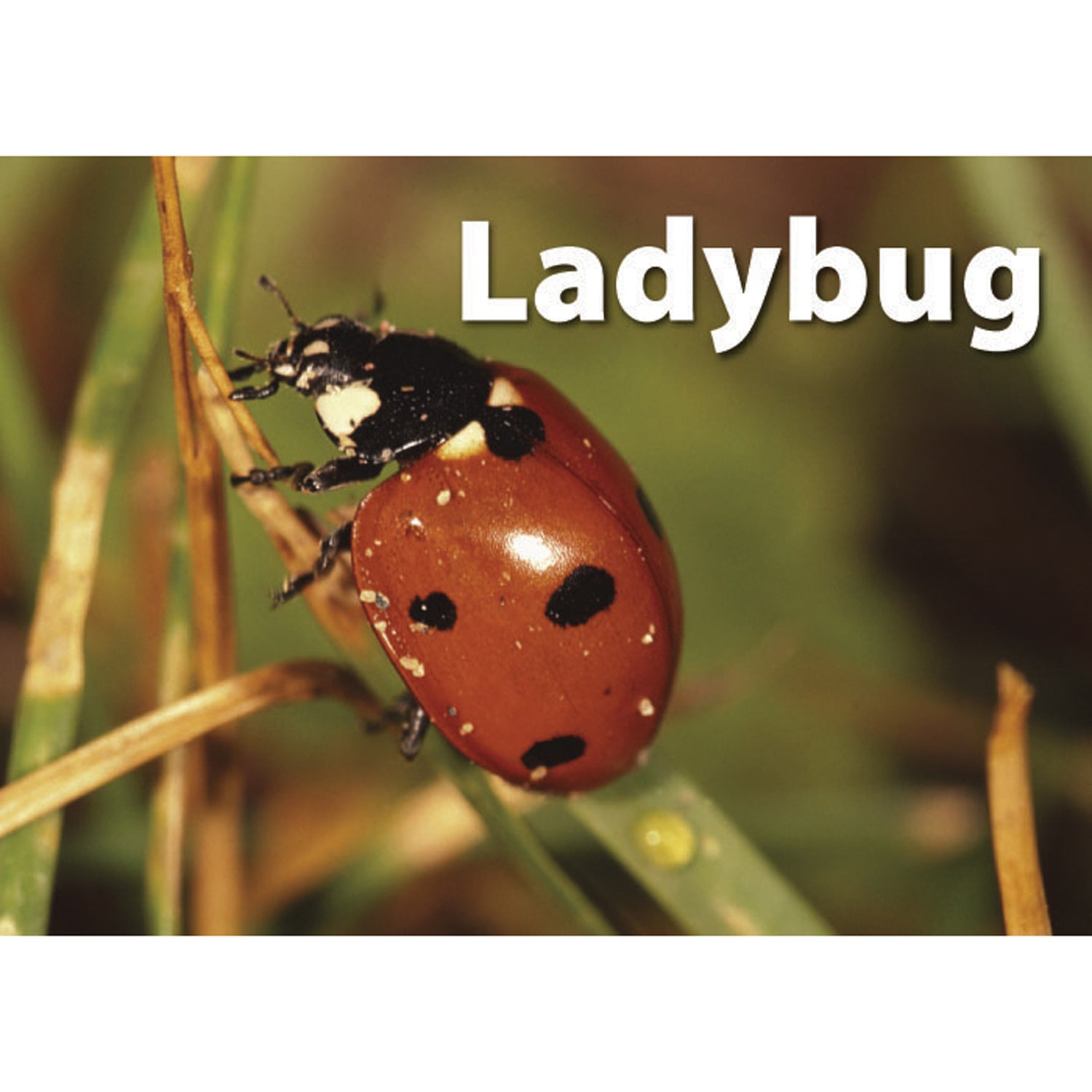 Photographic Memory Matching Game, Insects & Bugs