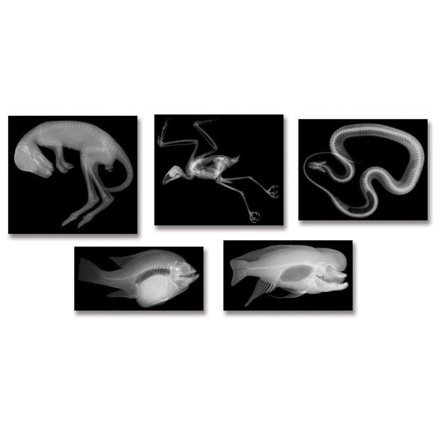 Animal X-Ray Set, Set of 14
