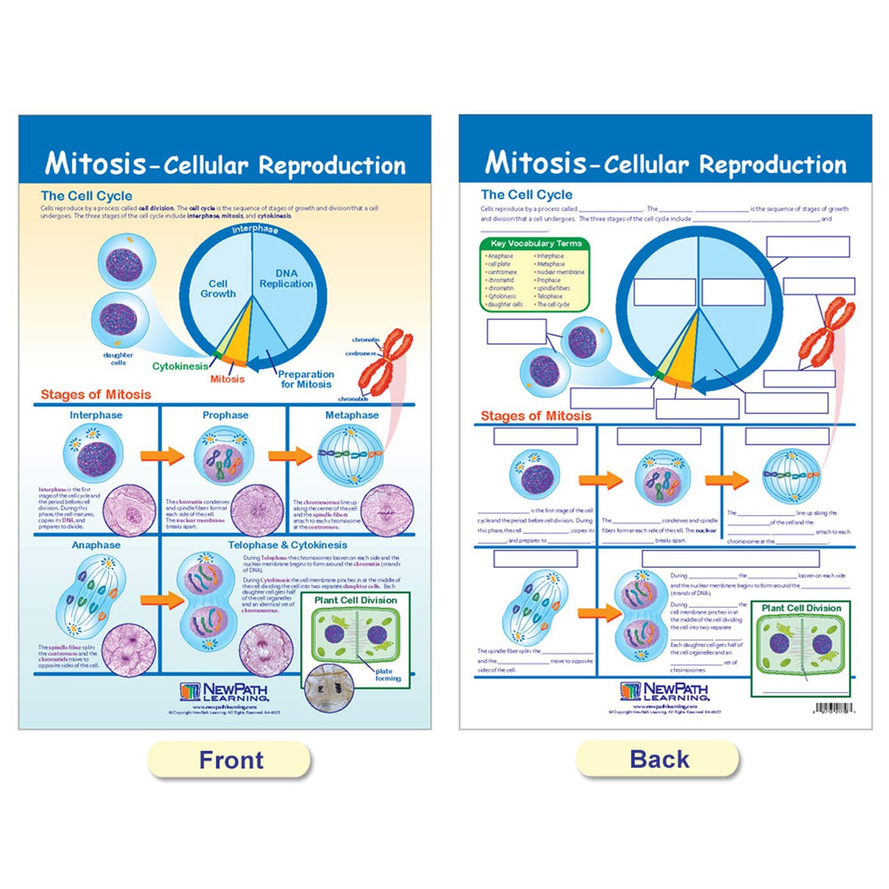 Cells Bulletin Board Chart Set, Grades 3-5