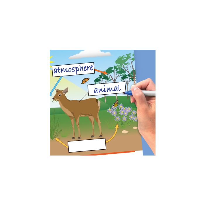 STAAR Grade 5 Science Organisms & Environment Curriculum Mastery Flip Charts