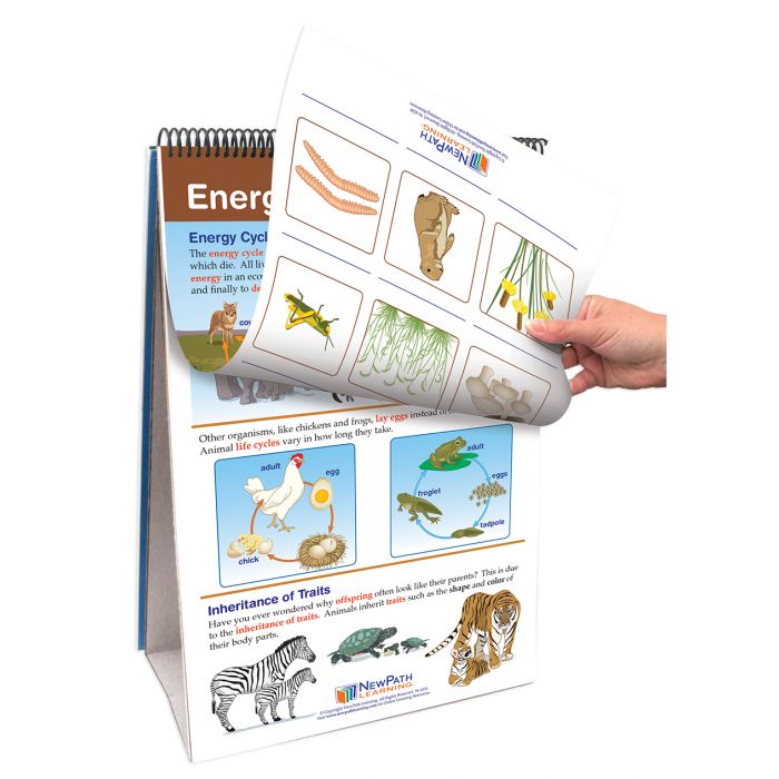 STAAR Grade 5 Science Organisms & Environment Curriculum Mastery Flip Charts
