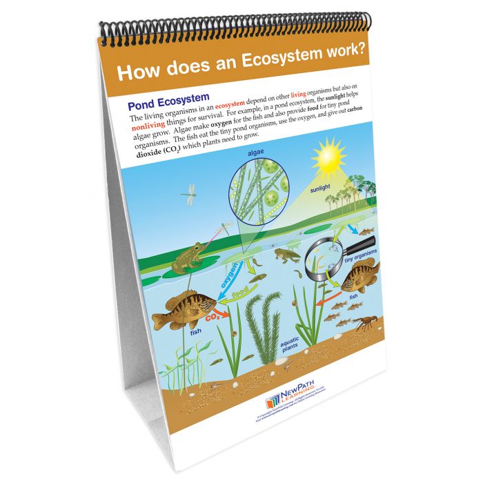 STAAR Grade 5 Science Review Flip Charts - Set of 4