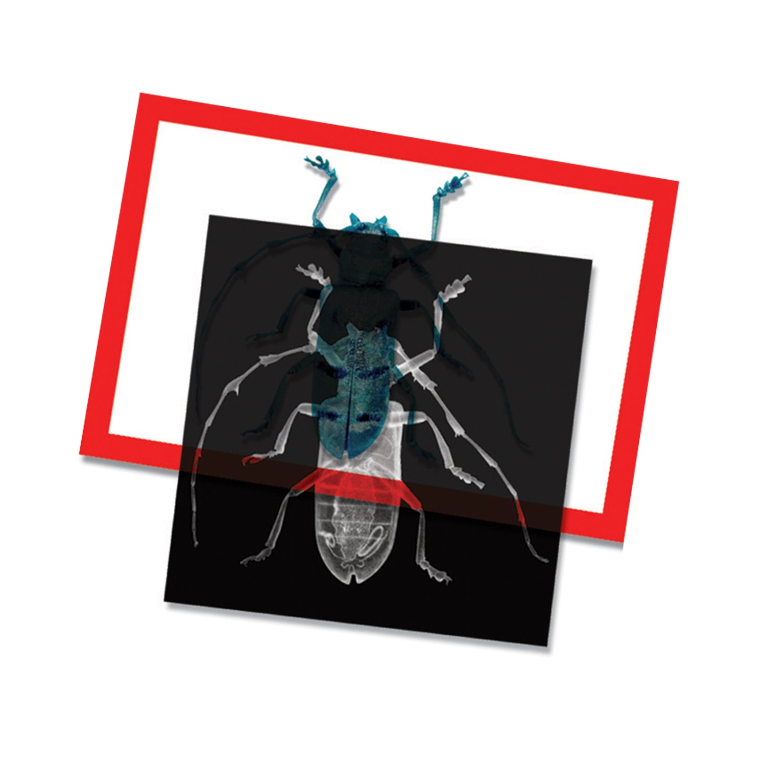Insect X-rays and Picture Cards, Pack of 36
