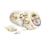 Seashells - 10 oz White Mix
