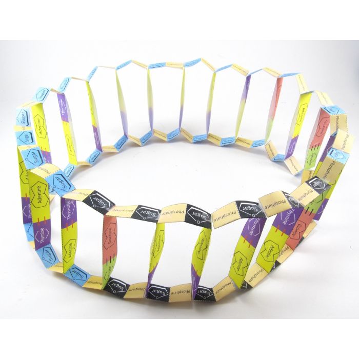 Gene Cloning 3-D Model Kit