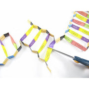 Gene Cloning 3-D Model Kit