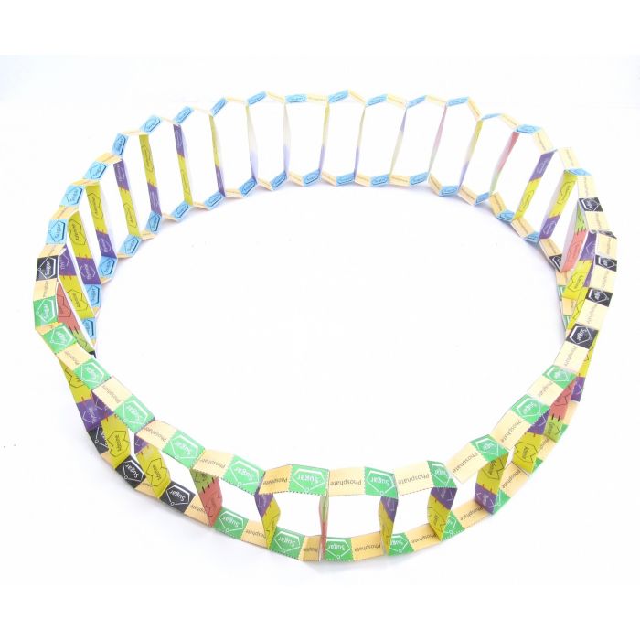Gene Cloning 3-D Model Kit