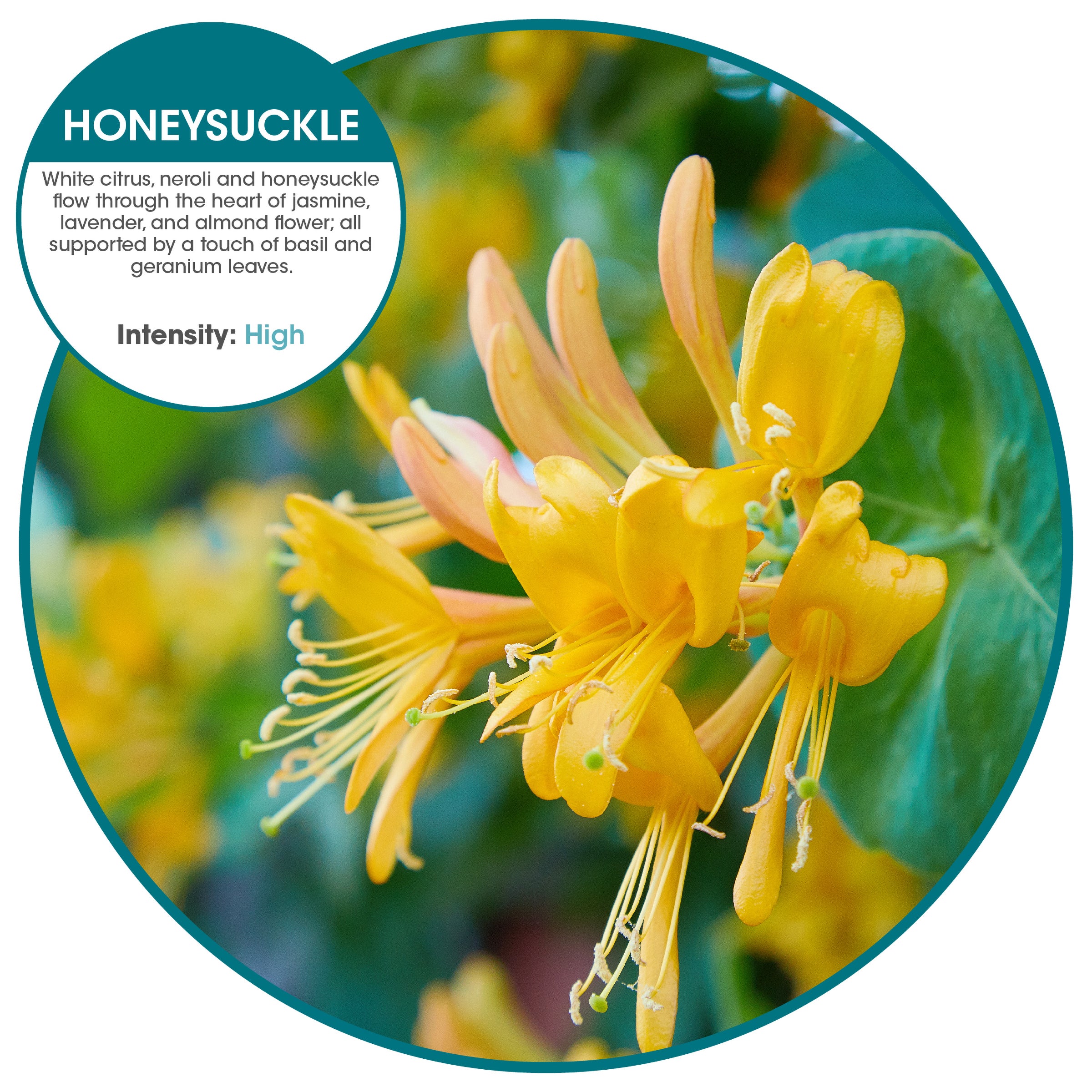 Easy Fresh 2.0 refills (w/ battery) Honeysuckle (72 Pack)