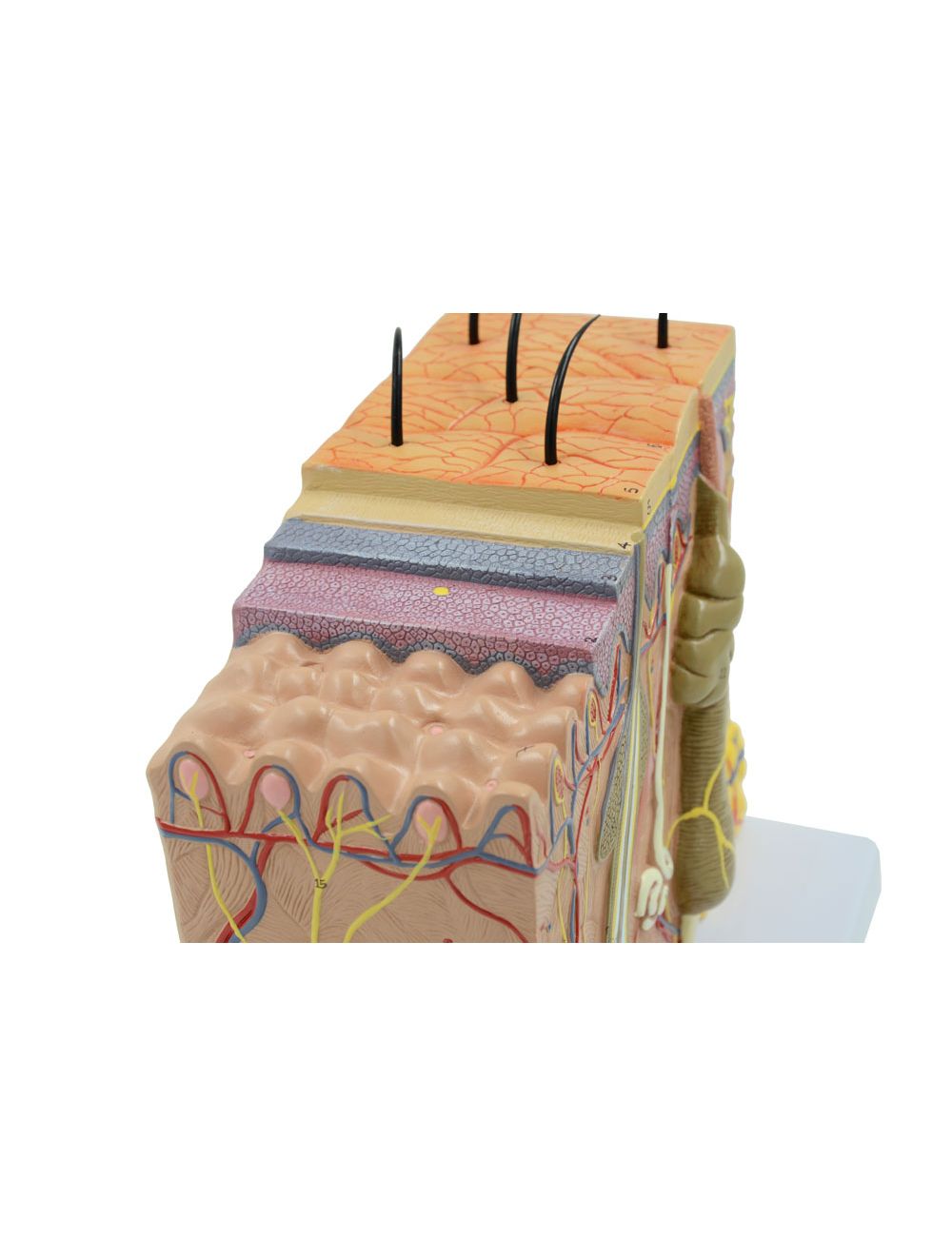 United Scientific® Skin Model 70 times enlarged