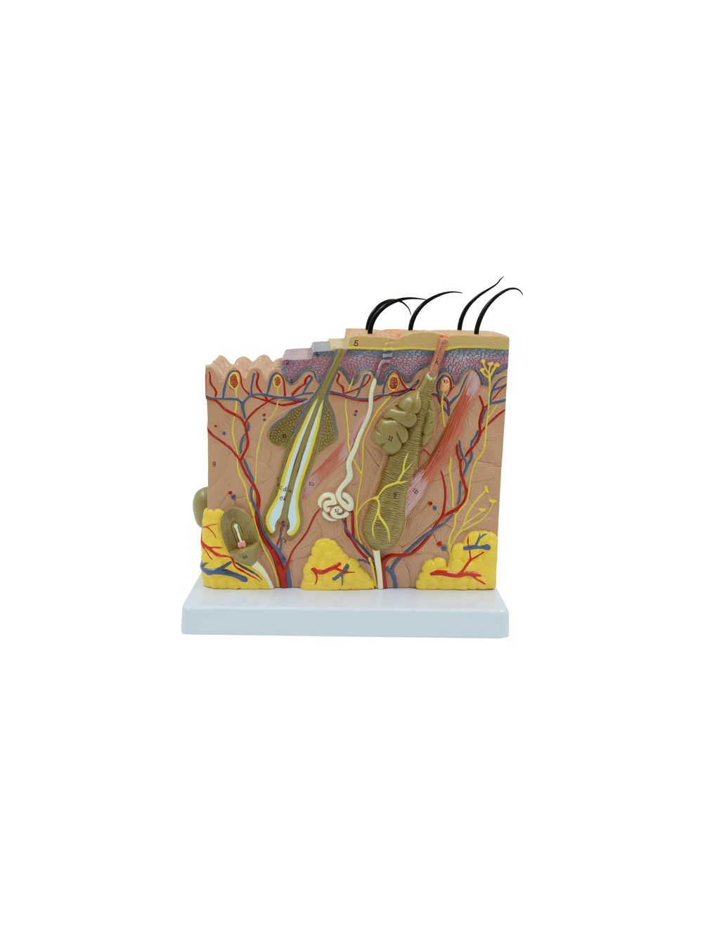 United Scientific® Skin Model 70 times enlarged