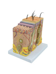 United Scientific® Skin Model 70 times enlarged