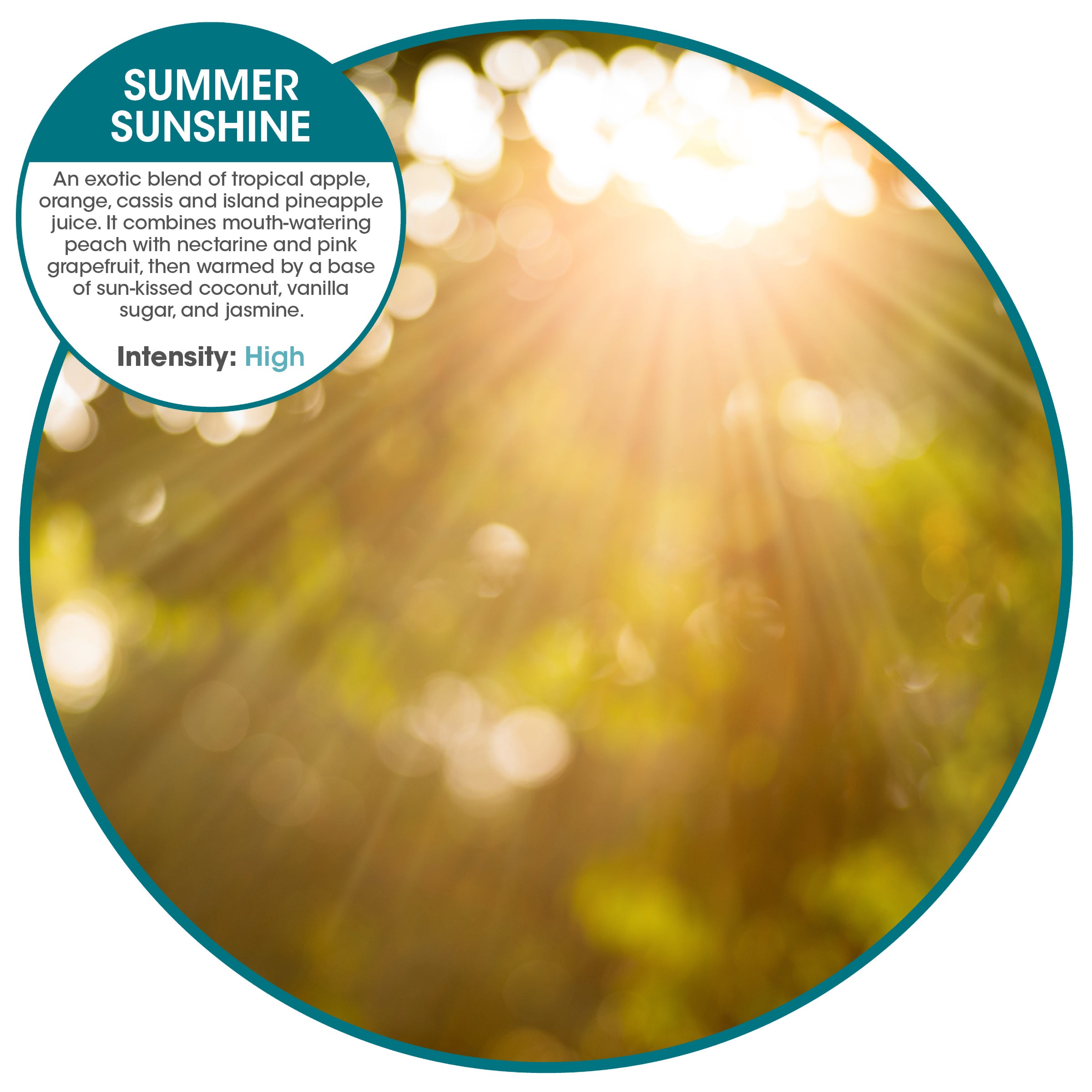 OurFresh refill Summer Sunshine (48 Pack)
