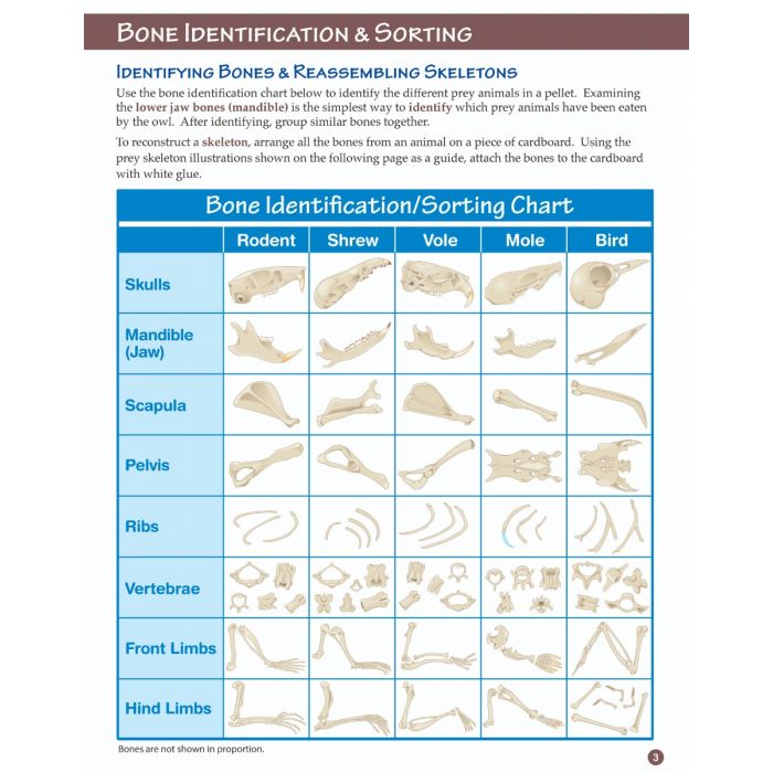 Owl & Owl Pellet Dissection Student Learning Guide with Multimedia link - Set of 10