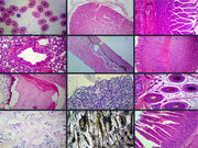 Microscope Slide Set, General Mammal Histology 19 slide set