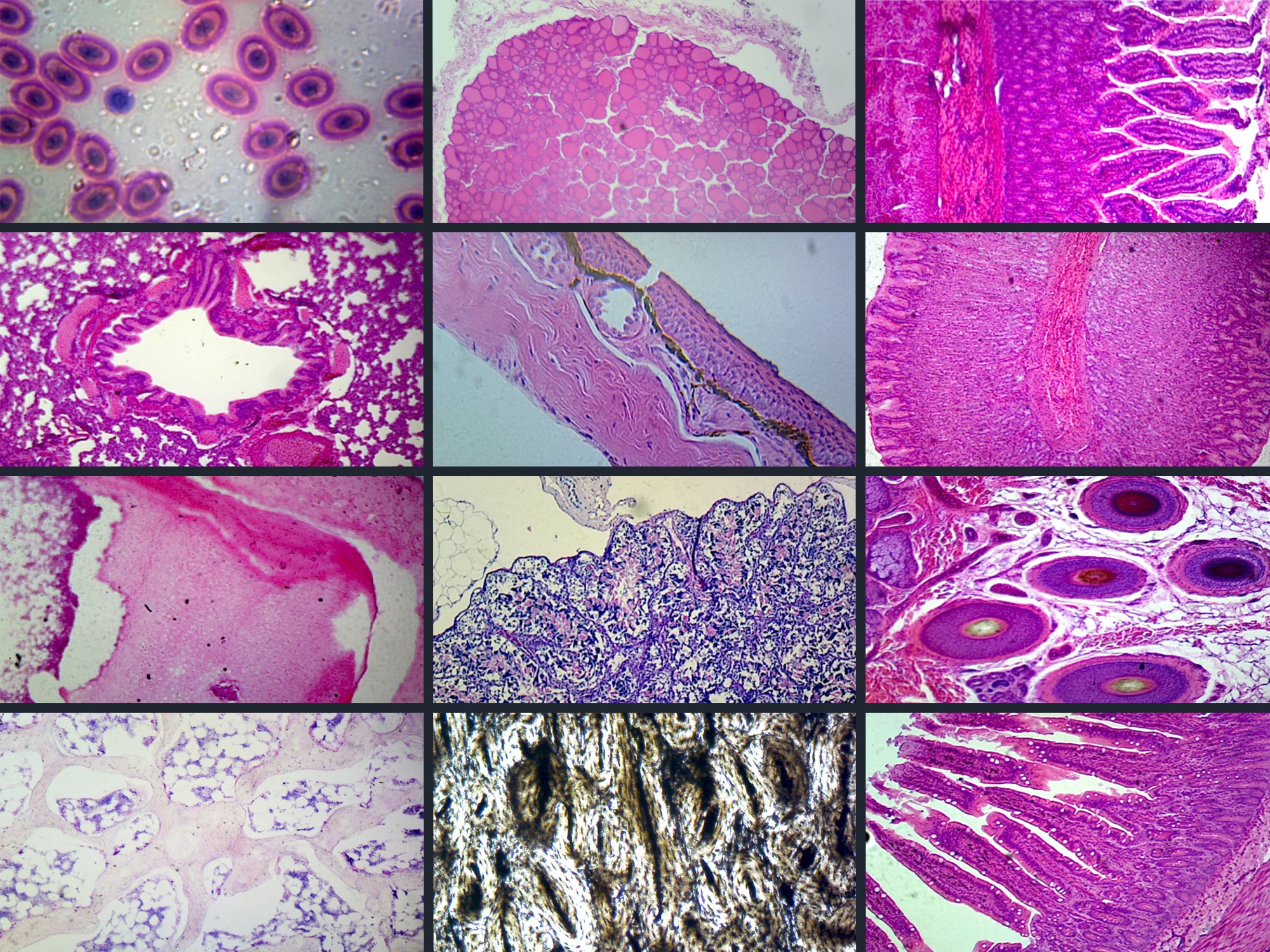 Microscope Slide Set, General Mammal Histology 19 slide set