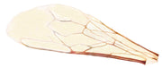 Microscope Slide, Bee Wing, Whole-mount