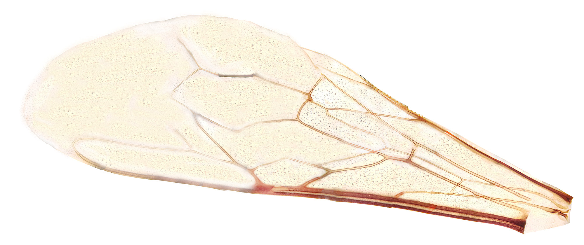 Microscope Slide, Bee Wing, Whole-mount