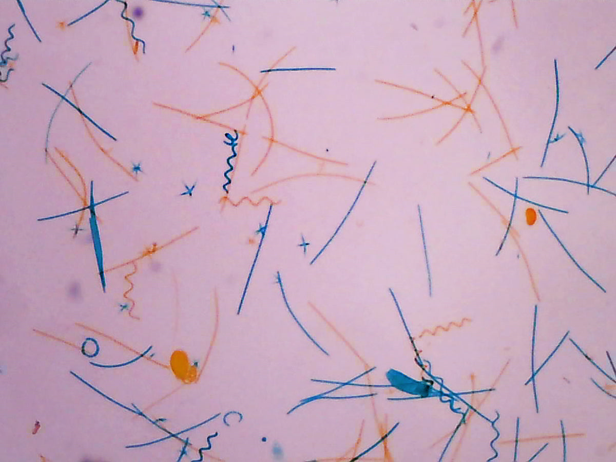 Microscope Slide, Pond Water