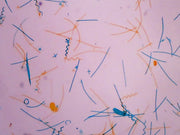Microscope Slide, Pond Water