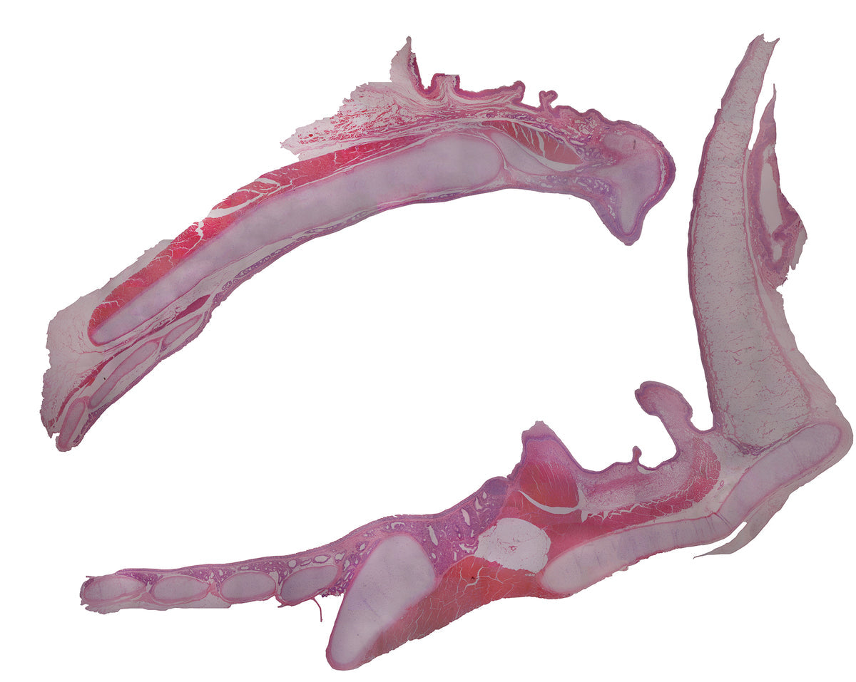 Microscope Slide, Larynx, Cat; Cross Section; H&E Stain