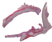 Microscope Slide, Larynx, Cat; Cross Section; H&E Stain