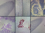 Microscope Slide Set General Biology, set 6 slides