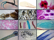 Microscope Slides Set, Zoology,  23 slides per set