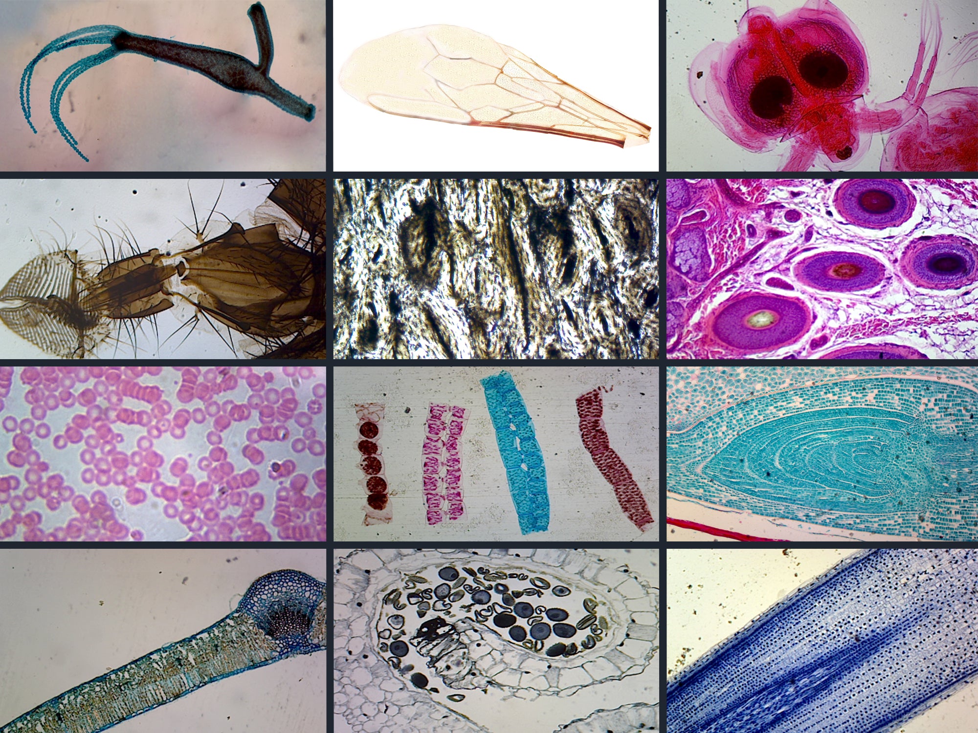 Microscope Slides Set, Zoology,  23 slides per set