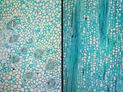 Microscope Slide, Iris Stem; Typical Monocot Stem; Cross Section and Longitudinal Section