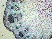 Microscope Slide, Lavender Stem; Typical Dicot Stem; Cross Section