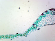 Microscope Slide, Angiosperm Leaf; Monocot; Showing General Structures; Cross Section