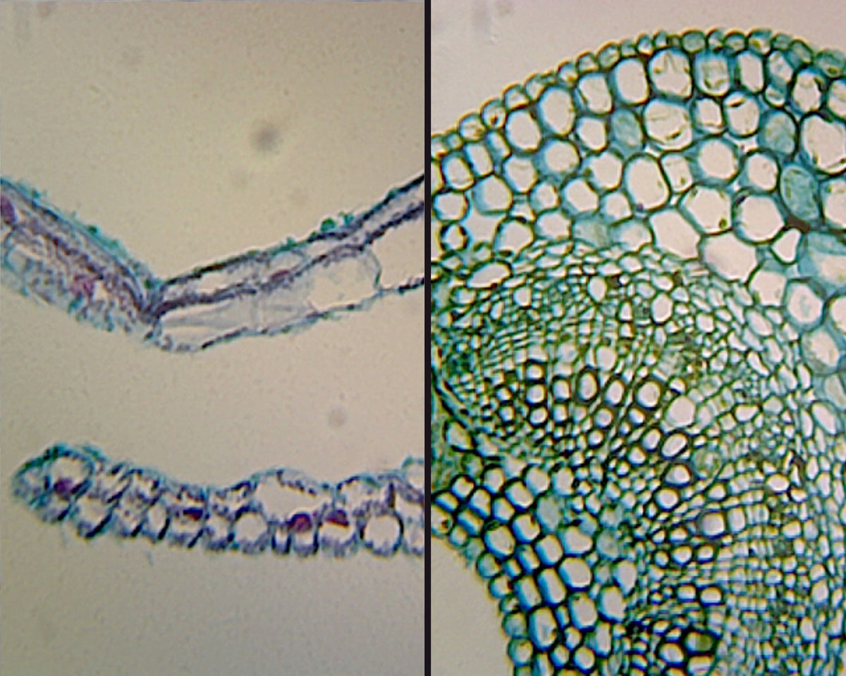 Microscope Slide, Angiosperm Leaf; Air (Ligustrum) and Water (Elodea) Plant Comparison; Cross Section