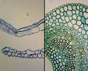 Microscope Slide, Angiosperm Leaf; Air (Ligustrum) and Water (Elodea) Plant Comparison; Cross Section