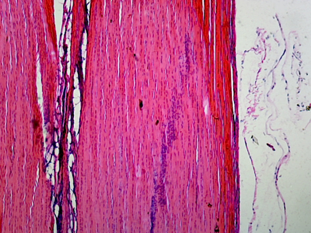 Microscope Slide, Prepared Microscope Slide Muscle-Tendon Junction, Mammalian, Longitudinal Section, H&E Stain