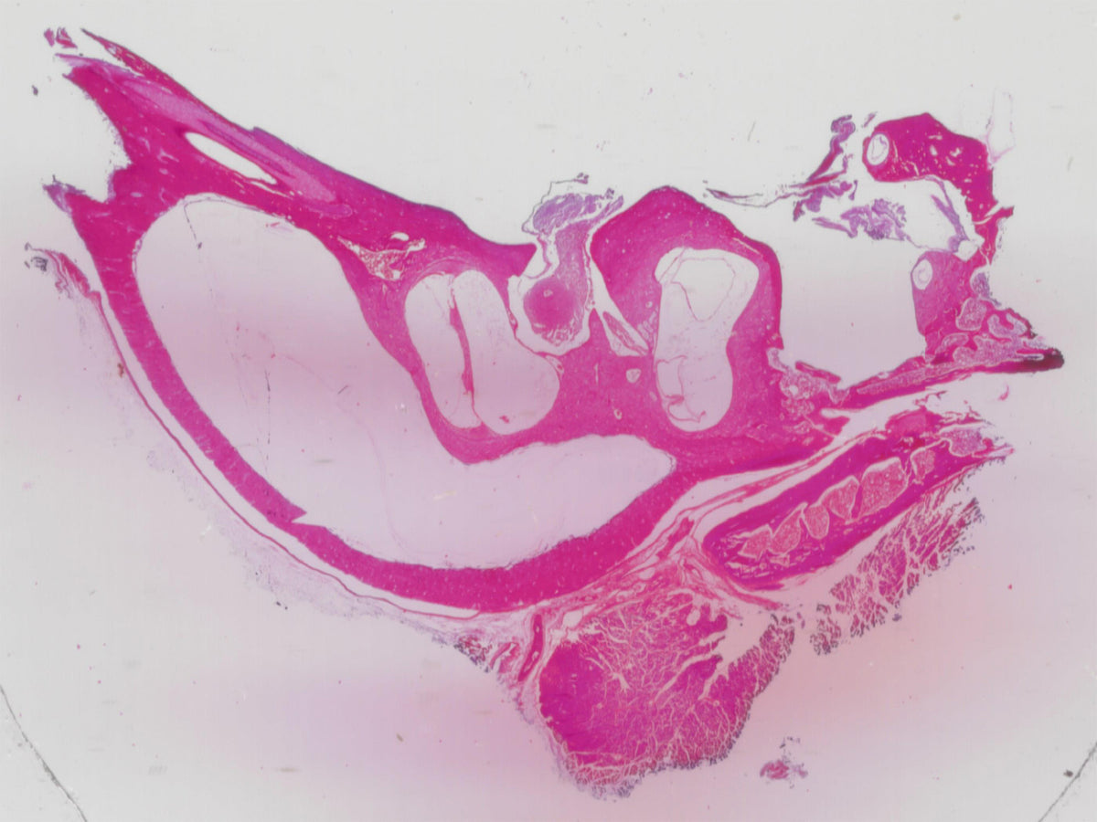 Microscope Slide, Crista Ampullaris, Mammalian; Section; H&E Stain