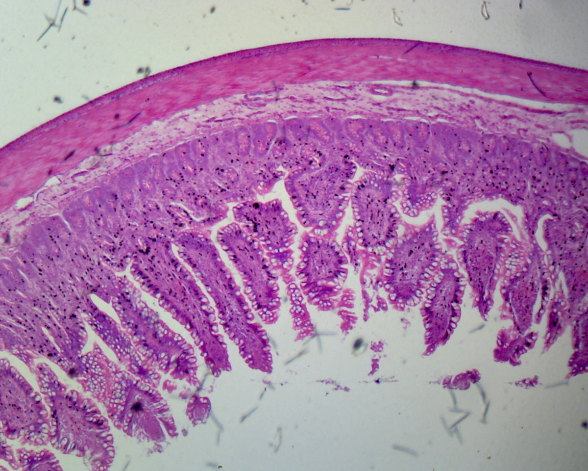 Microscope Slide, Jejunum, Human; Showing Plicae Circulares; Section