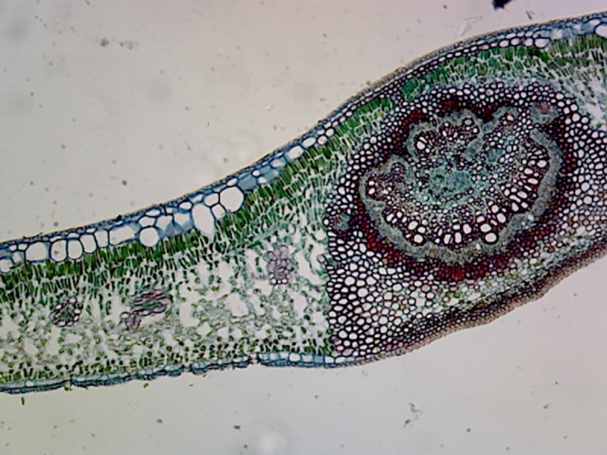 Microscope Slide, Chloroplasts, from Leaf of Plant; Section