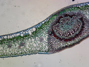 Microscope Slide, Chloroplasts, from Leaf of Plant; Section