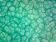 Microscope Slide, Ulva (Sea Lettuce) Thallus; Section