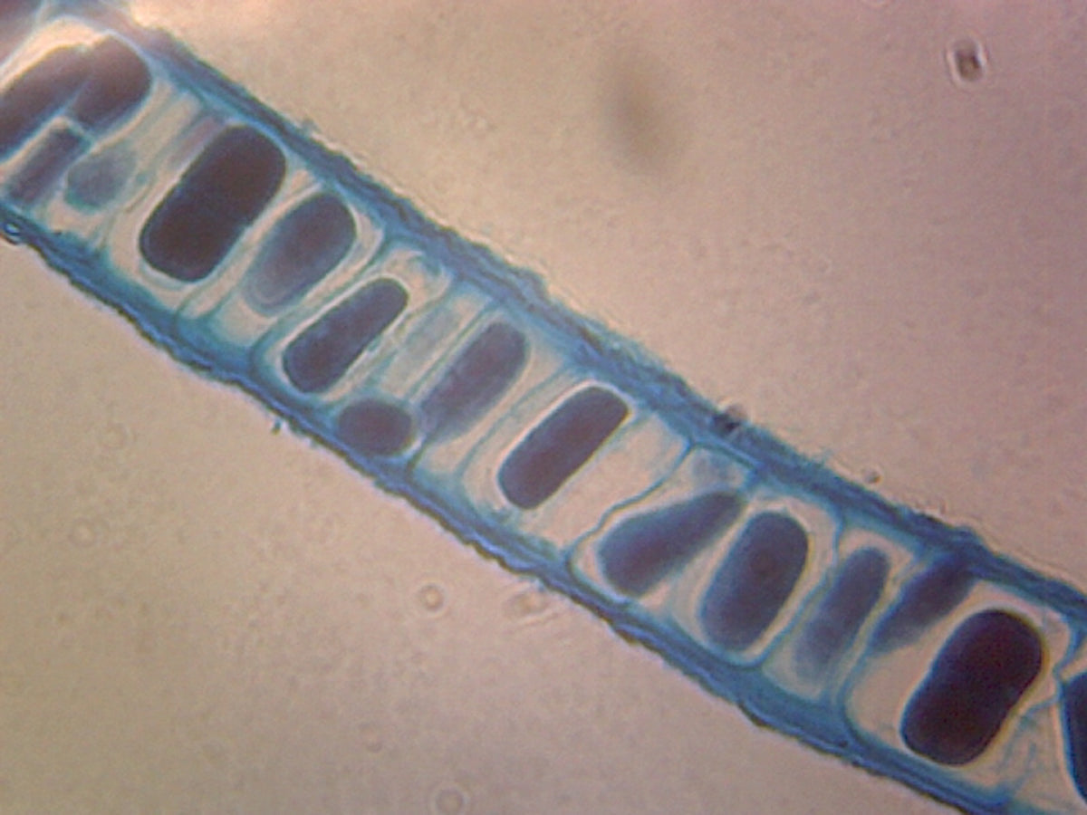 Microscope Slide, Porphyra; Section of Tallus